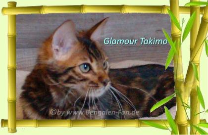 Cahsmere Bengal Kater sehr lieb pfiffig Evtl. sogar mit Zuchtfreigabe
