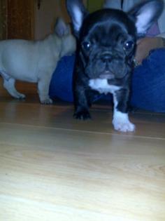 2 Französische Bulldoggen übrig