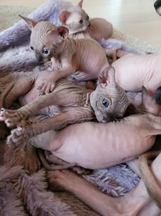 Canadische Sphynx Kitten