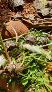Griechische Landschildkröten