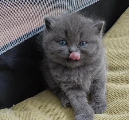 BKH kitten mit blauen Augen