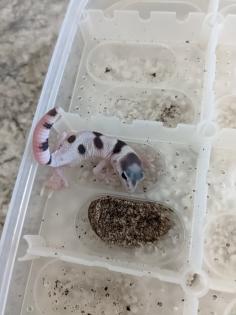 Leopardgeckos aus Rostock