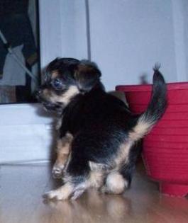 Wunderschöne Yorkshire Terrier Welpen Dame