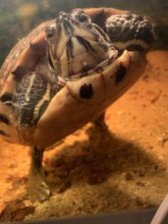 Wasserschildkröte - Gelbwange