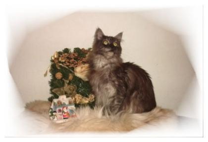 Allgäuer Mainecoon