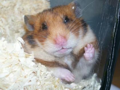 Goldhamster suchen ein zuhause
