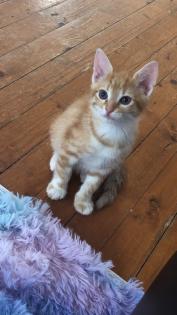Kater sucht liebevolles Zuhause