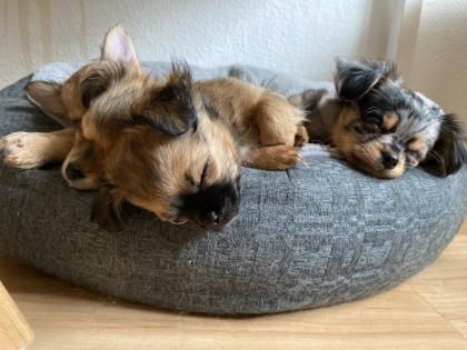 Chihuahua in Langhaar