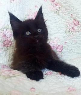 . Tolle Maine Coon kitten mit Stammbaum Black smoke .