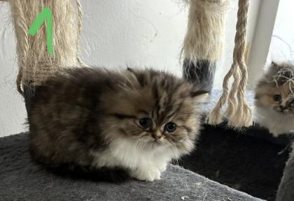 Persicher baby kitten