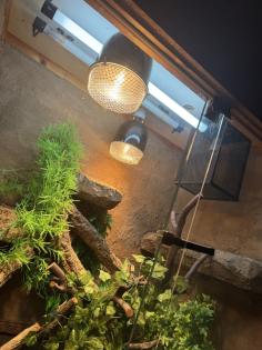 Verkaufe Kornnatter Terrarium falls benötigt