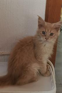 Maine Coon Babys suchen ein neues Zuhause