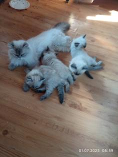 Ragdoll -Persermischlinge
