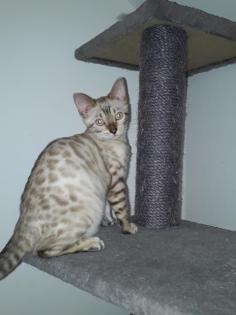 Bengal Snow Lynx/Mink Weibchen