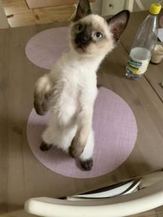 Siam Katzen Kitten, 2 Kater vollständig geimpft