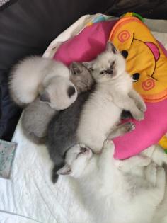 Britisch Kurzhaar Kitten BKH Kitten