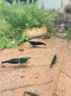 Neocaridina davidi Dark GreenJade Süßwasser Garnelen
