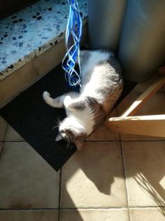 Bkh deckkater