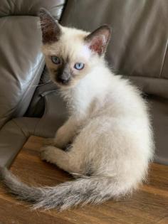 Siam Kitten, entwurmt und geimpft