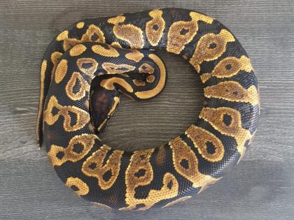Königspythons eigene Nachzuchten von 2022