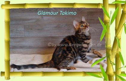 Cahsmere Bengal Kater sehr lieb pfiffig Evtl. sogar mit Zuchtfreigabe