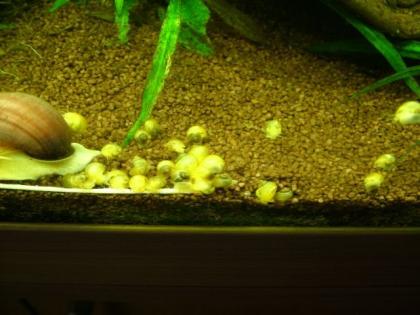 Goldgelbe Apfelschnecken - an weiches Wasser gewöhnt Nur 0, 49 EUR