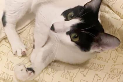 Snoopy Kater mit Charakter Charme sucht Traumzuhause