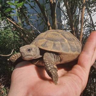 Verkaufe Griechische Landschildkröte - Testudo hermanni boettgeri