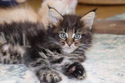 Maine Coon Kater im Wildlook sucht ab Ende August tolles Zuhause