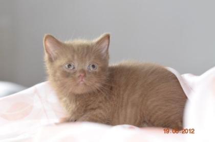 BKH Cinnamon Katerchen