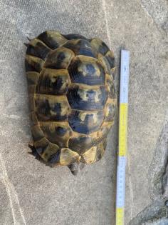 Verkaufe 2 griechische Landschildkröten, männlich