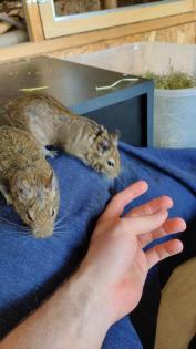 3 liebe Degu Männchen abzugeben