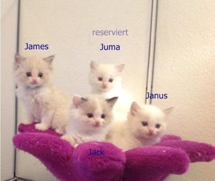 Ragdolls mit Stammbaum