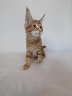 Maine Coon Kitten, sofort abgabereit