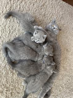 BKH Kitten, Britisch Kurzhaar, Katzenbabys, Kitten