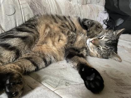 Kater Nick 4 Jahre freigänger