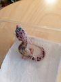 Junge Leopardgecko Babys Weibchen
