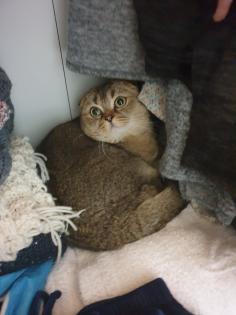 Kastrierter Kater Scottisch Fold 4 Jahre alt