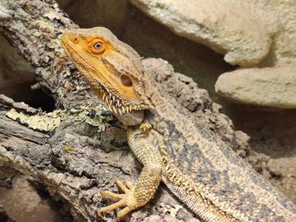 Bartagame m mit großem Terrarium, Quarantäneterrarium inkl. Beleuchtung und viel Zubehör