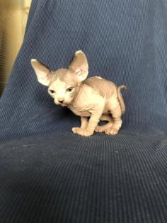 Sphynx Kätzchen