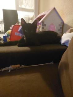 Katze sucht ein Zuhause