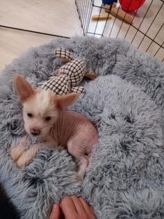 Verschmuster kleiner Chinese Crested Junge sucht umständehalber ein neues Plätzchen