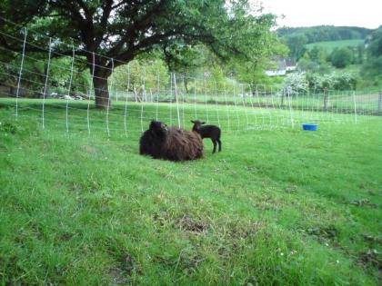Ouessantschafe Quessantschafe Minischafe
