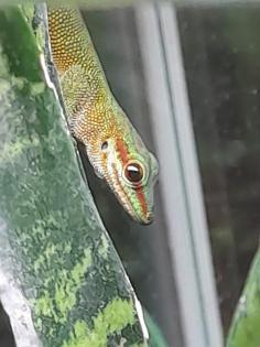1. 0 Phelsuma mad mad St. Marie