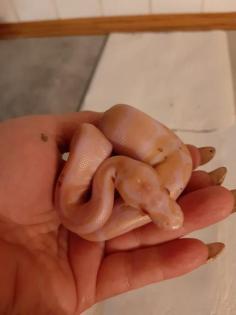 Königspython Python Regius