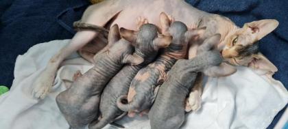 Reinrassige Canadian Sphynx Katzenbabys