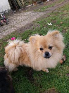 Simba, Pekinese spitz Rüde