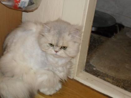 Liebevolles Zuhause für 2 Perser Kater 5, 5 Jahre alt gesucht