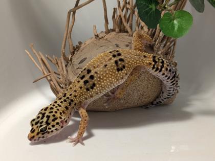 Leopardgecko aus Rostock 24. 11. 2024