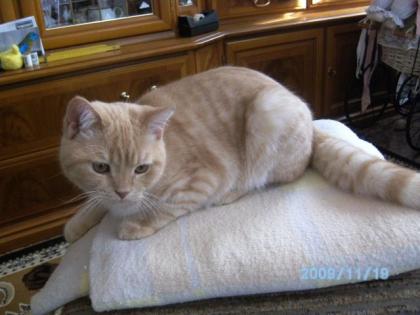 Bkh-Kater creme-torbie